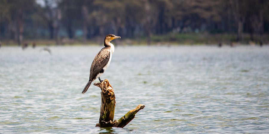 Taking a boat safari on Lake Naivasha among fantastic birdlife